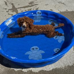 Armani - Poodle