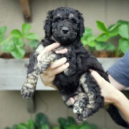 Orange Collar - Phantom Goldendoodle puppy in Lakewood, Washington from Grit City Goldendoodles