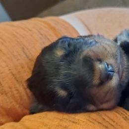Basset Fauve de Bretagne and Otterhound Puppies from Briarroot Kennel