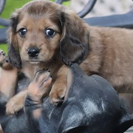 Dachshunds from Barbara's Dachshunds