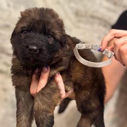 Isaac - Sable male German Shepherd puppy in Canton, Texas from WILDWOOD GERMAN SHEPHERDS