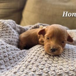 Honey - Red female Cavapoo puppy in Blackfoot, Idaho from Draper Mountain Doodles