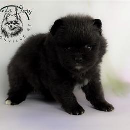 Storm - Black female Pomeranian puppy in Fultonville, New York from Sandy Aussies & Pomeranians