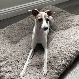 Luna - Italian Greyhound