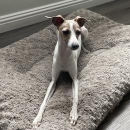 Luna - Italian Greyhound