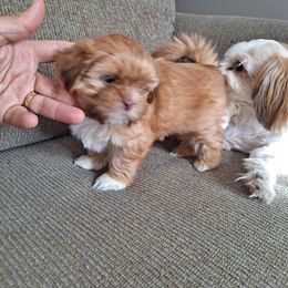 Shih Tzu Puppies from Highland Farms Shih Tzu & Imperial Beauties