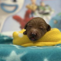 Hamm-pink collar - Red  male Goldendoodle puppy in Chino Valley, Arizona from Whiskey Row Royals