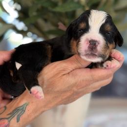 Dumpling - Tri-color male Bernese Mountain Dog puppy in Yuciapa, California from AlltheDoodlez_