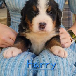 Harry - Black rust and white male Bernese Mountain Dog puppy in Auburn, Indiana from Swamp Creek Berners