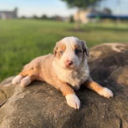 Beans - Brown merle male Aussiedoodle puppy in Sharpsburg, Georgia from Steindoodles