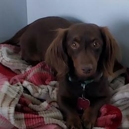 BUSTER - Dachshund