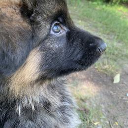German Shepherd Puppies from Golly-G German Shepherds