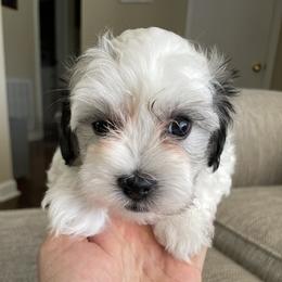 Rosie - White female Havanese puppy in Summerville, South Carolina from Sweet Tea Havanese