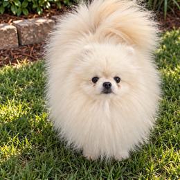 Cashmere - White male Pomeranian puppy in Fayetteville, North Carolina from Tar-heel Poms