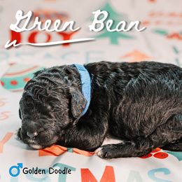 Green bean - Phantom male Goldendoodle puppy in Maquoketa, Iowa from Nation Goldendoodles