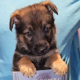 German Shepherd Puppies from Persevere Kennels