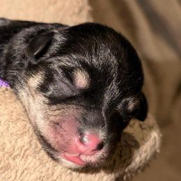 McKenzie - Salt and pepper female Miniature Schnauzer puppy in Bellingham, Washington from Tikilove Farm