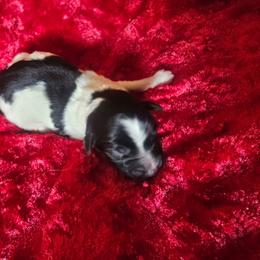 Cocoa - Black and white female Aussiedoodle puppy in Vernal, Utah from Adorable Aussiedoodles
