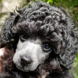 Poodle Puppies from Chrysalis