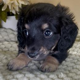 Atlas - Cream male Dachshund puppy in Jena, Louisiana from Amy’s Mini Doxies