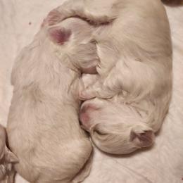 Maltese puppies from Donna's Maltese