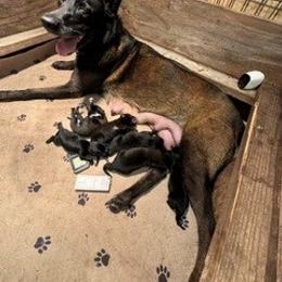 Girl 3 - Mahogany female Belgian Malinois puppy in Franklin County, Missouri from Tomy K9 Support Services