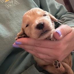 Light Blue - Light golden female Golden Retriever puppy in Hendersonville, North Carolina from Apple Country Retrievers