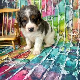 Banks - Merle male Bernedoodle puppy in Moulton, Iowa from Shondel Puppy Paws