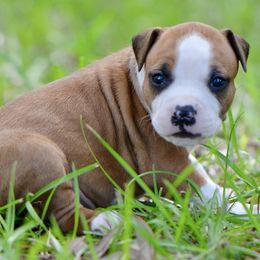 'Glowie' LBK's Highs and Glows - Red female American Staffordshire Terrier puppy in St. Augustine, Florida from LBK & Ancient City