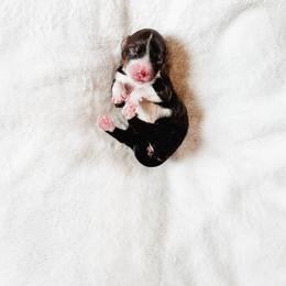 Strike - Tri-color female Bernedoodle puppy in Jackson, Missouri from Pincksten Family Doodles