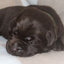 Cocoa - Chocolate male Labrador Retriever puppy in Camden, Indiana from Camden's Caring Canines
