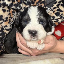 Girl 3-Black Tri - Black tri-color female Australian Shepherd puppy in Mayfield, Kentucky from Hamilton Farms