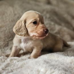 Boy 3 - Cream male Dachshund puppy in Pasco, Washington from Loyal Lil Dachshunds