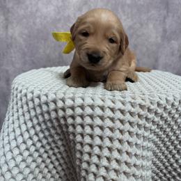 Girl 1 pick - Golden female Golden Retriever puppy in Piedmont, South Carolina from The Farm at Saluda Ridge