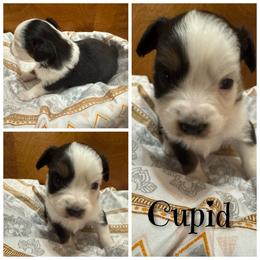 Cupid - Black tri female Toy Australian Shepherd puppy in Menan, Idaho from Teton Toy Aussies