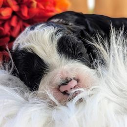Cockapoo Puppies from Utah Cocker Spaniels