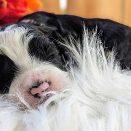Cockapoo Puppies from Utah Cocker Spaniels