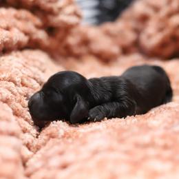 Zoee - Black female Dachshund puppy in Eaton, Ohio from Miniature Alphas Dachshunds