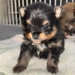 Coconut - Tri-colored male Pomeranian puppy in Zavalla, Texas from Precious Puff Poms