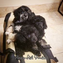 Poodle Puppies from Anna-Ash Poodles