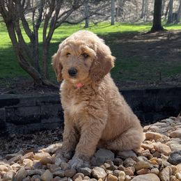 Bernedoodles, Goldendoodles, and Poodles from JensenBelle Doodles