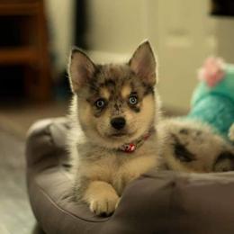 Pomsky Puppies from SD Pomskies