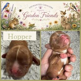 Ruby boy-see description - Ruby male Cavalier King Charles Spaniel puppy in Auburn, Washington from Enchanted Cavaliers
