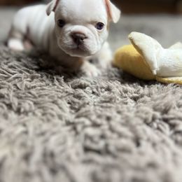 French Bulldog Puppies from Grand Frenchies