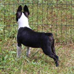 Boston Terrier Puppies from I Love Pups