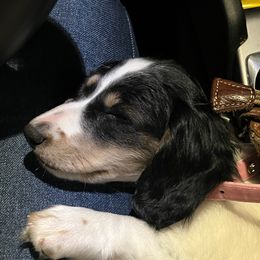 Luna - Dachshund