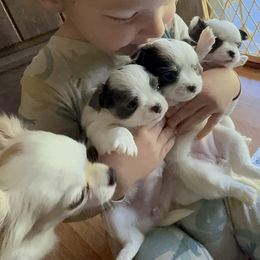 Chihuahua puppies from Home of Tiny Chihuahuas