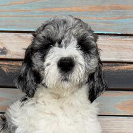 Cali - Merle female Goldendoodle puppy in Frostproof, Florida from Lover Dover Doodles