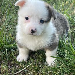 Billie - Red female Pembroke Welsh Corgi puppy in Mount Carmel, Tennessee from Hidden View Farm