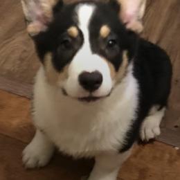 Pembroke Welsh Corgis from Cathy's Corgis